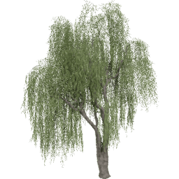 Salix babylonica C summer