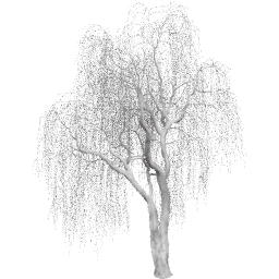 Salix babylonica C winter
