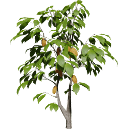Theobroma cacao C summer