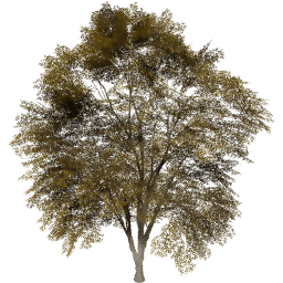 Tilia cordata A autumn