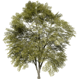 Tilia cordata A spring