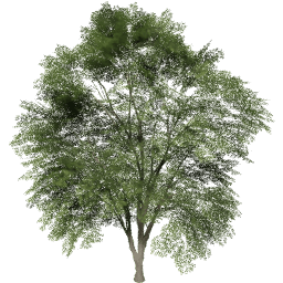 Tilia cordata A summer