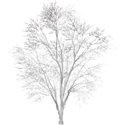 Tilia cordata A winter