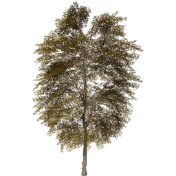 Tilia cordata B autumn