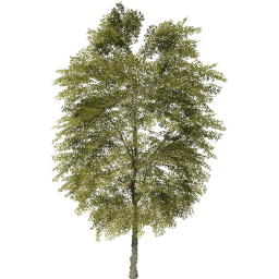 Tilia cordata B spring