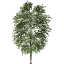 Tilia cordata B summer