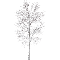Tilia cordata B winter