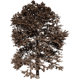 Tilia europaea A autumn