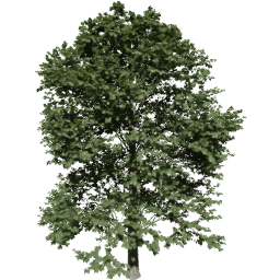 Tilia europaea A summer