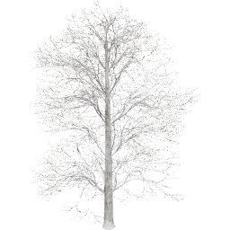 Tilia europaea A winter