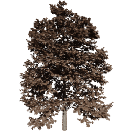 Tilia europaea B autumn