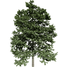 Tilia europaea B summer