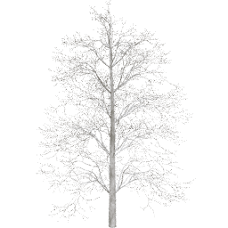 Tilia europaea B winter