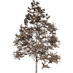 Tilia europaea C autumn