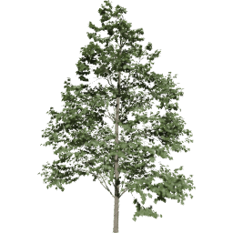 Tilia europaea C summer