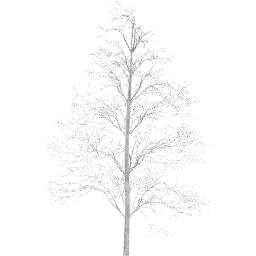 Tilia europaea C winter