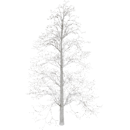Tilia europaea D winter