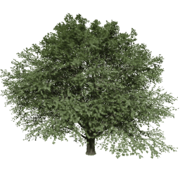 Tilia europaea T summer