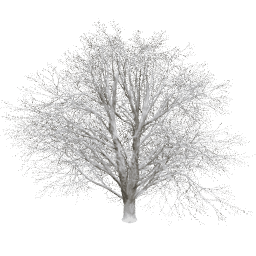 Tilia europaea T winter