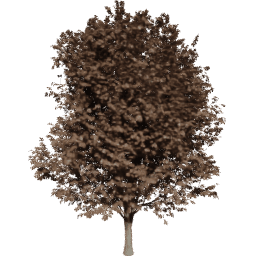 Ulmus minor A autumn