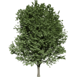 Ulmus minor A summer