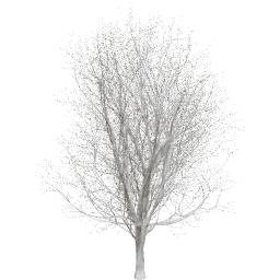 Ulmus minor A winter