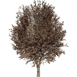 Ulmus minor B autumn