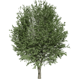 Ulmus minor B summer