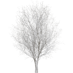 Ulmus minor B winter