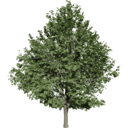 Ulmus minor C summer