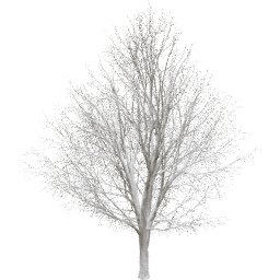 Ulmus minor C winter