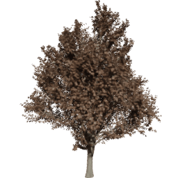 Ulmus minor D autumn