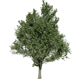 Ulmus minor D summer