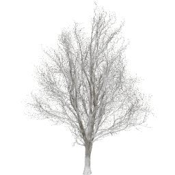 Ulmus minor D winter