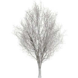Ulmus minor E winter
