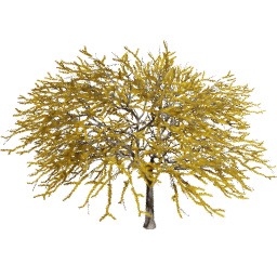 Vachellia caven A spring