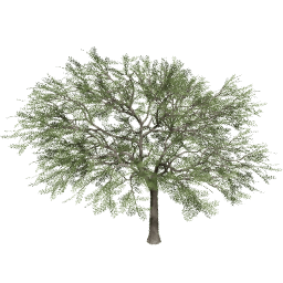 Vachellia caven A summer