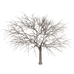 Vachellia caven A winter