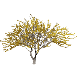 Vachellia caven B spring