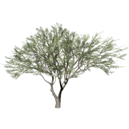 Vachellia caven B summer