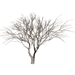 Vachellia caven B winter