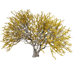Vachellia caven C spring