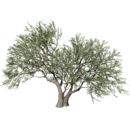 Vachellia caven C summer