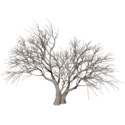 Vachellia caven C winter