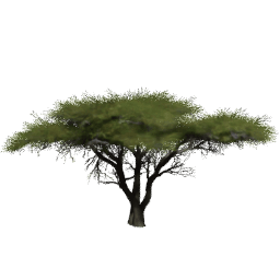 Vachellia tortilis A summer
