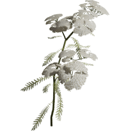 Achillea millefolium A spring summer