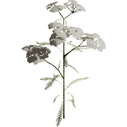 Achillea millefolium C spring summer