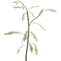 Achillea millefolium E spring summer
