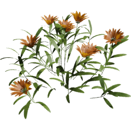 Calendula officinalis A spring summer