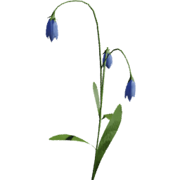 Campanula scheuchzeri B spring summer